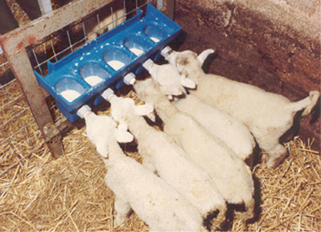Calf Feeder